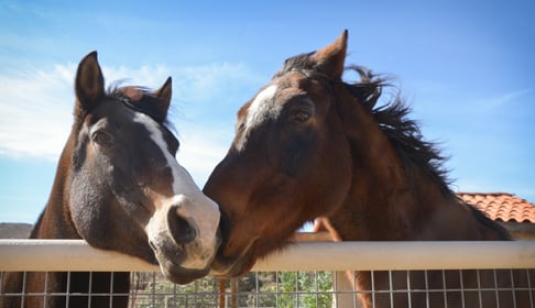 Rescued horses Darla and Sam nuzzle by fence at Farm Sanctuary