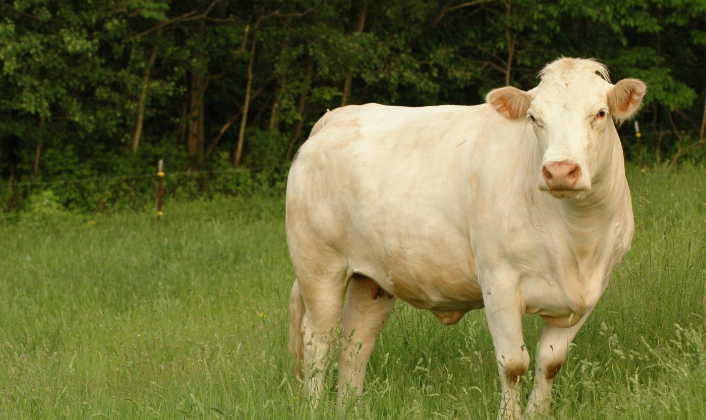 邦楽 COW COW was INNOCENT. 邦楽 COW COW was INNOCENT. 邦楽 COW COW was INNOCENT. Amazon.co.jp