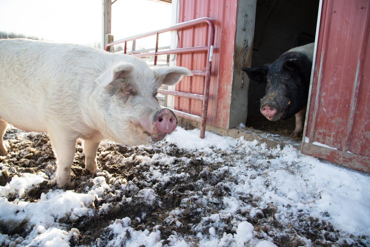 Sebastian and Jane: Tenacious Piglets Make It to Safety - Farm Sanctuary