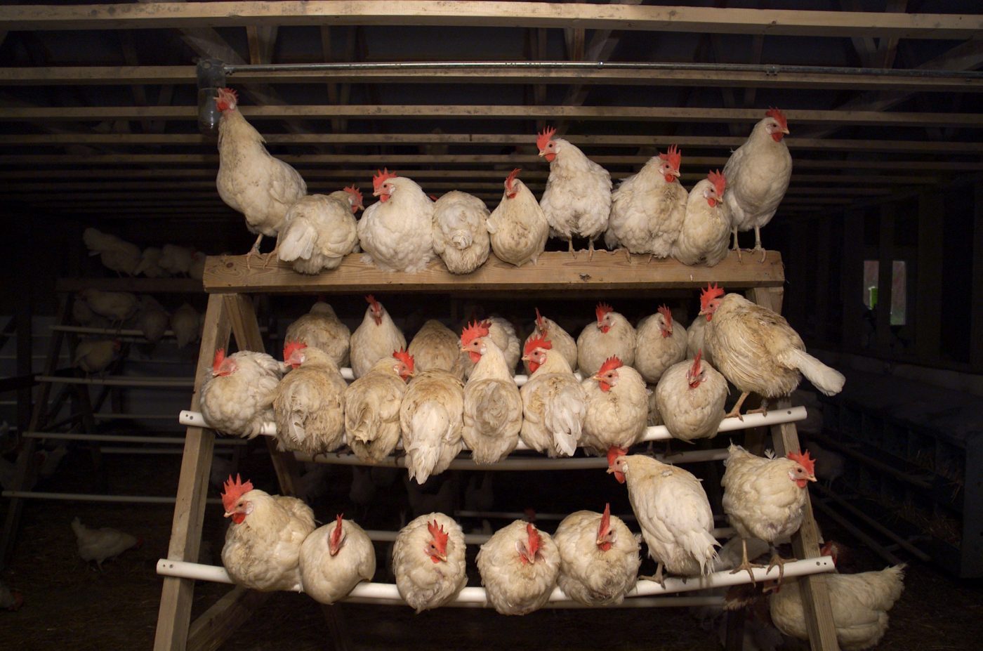 Buckeye Egg Farm Rescue More Than 5,000 Hens Rescued When Tornado