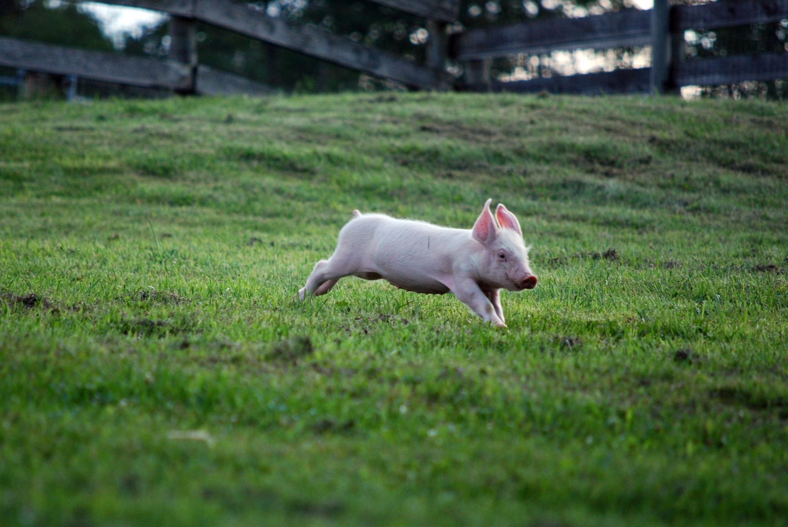 Kim Gordon piglet running