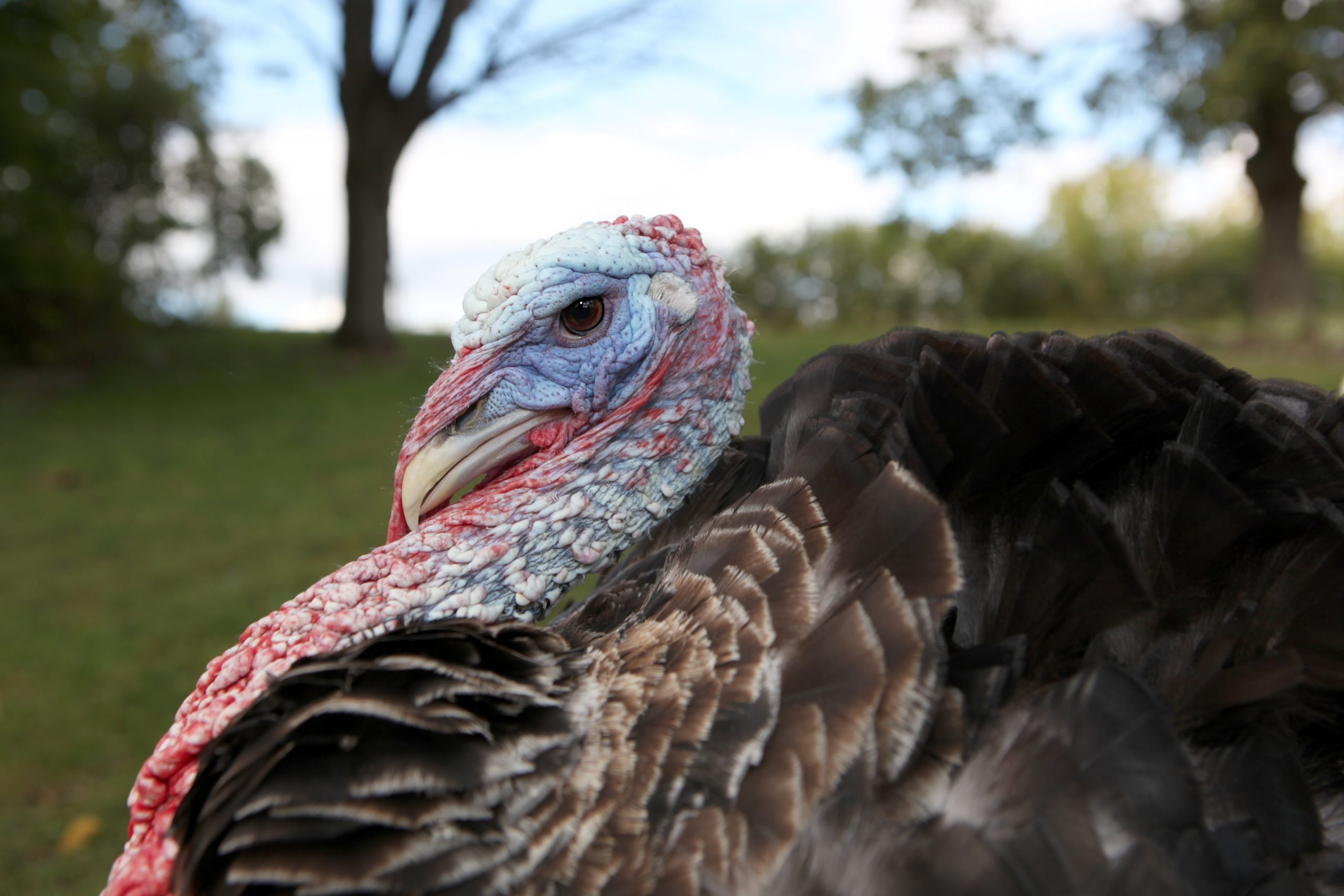 Turpentine turkey