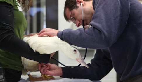 2012_12-19_fsny_matisse_duck_img_8931_credit_farm_sanctuary-2
