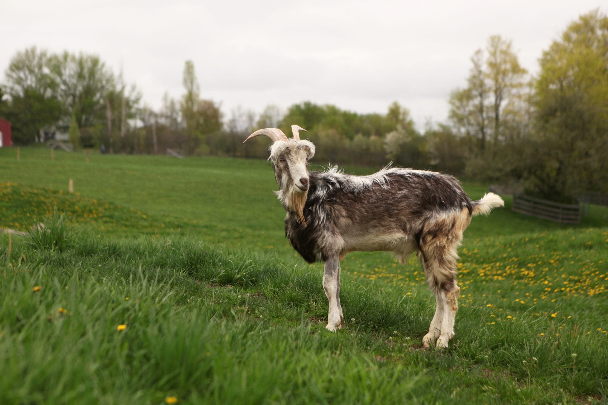 Patrick and Delilah: Ailing Goats Begin to Heal - Farm Sanctuary