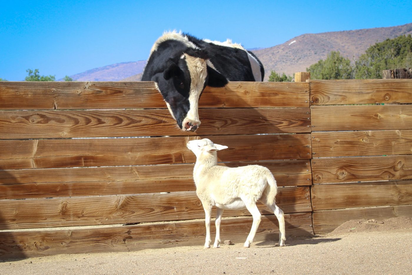 Safran steer and Carlee sheep