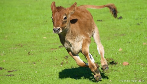 Meredith calf running at Farm Sanctuary