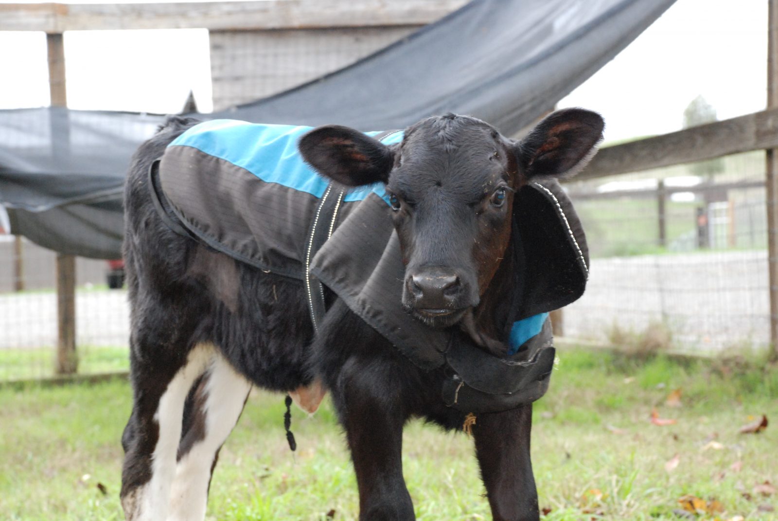 Holly calf at Farm Sanctuary