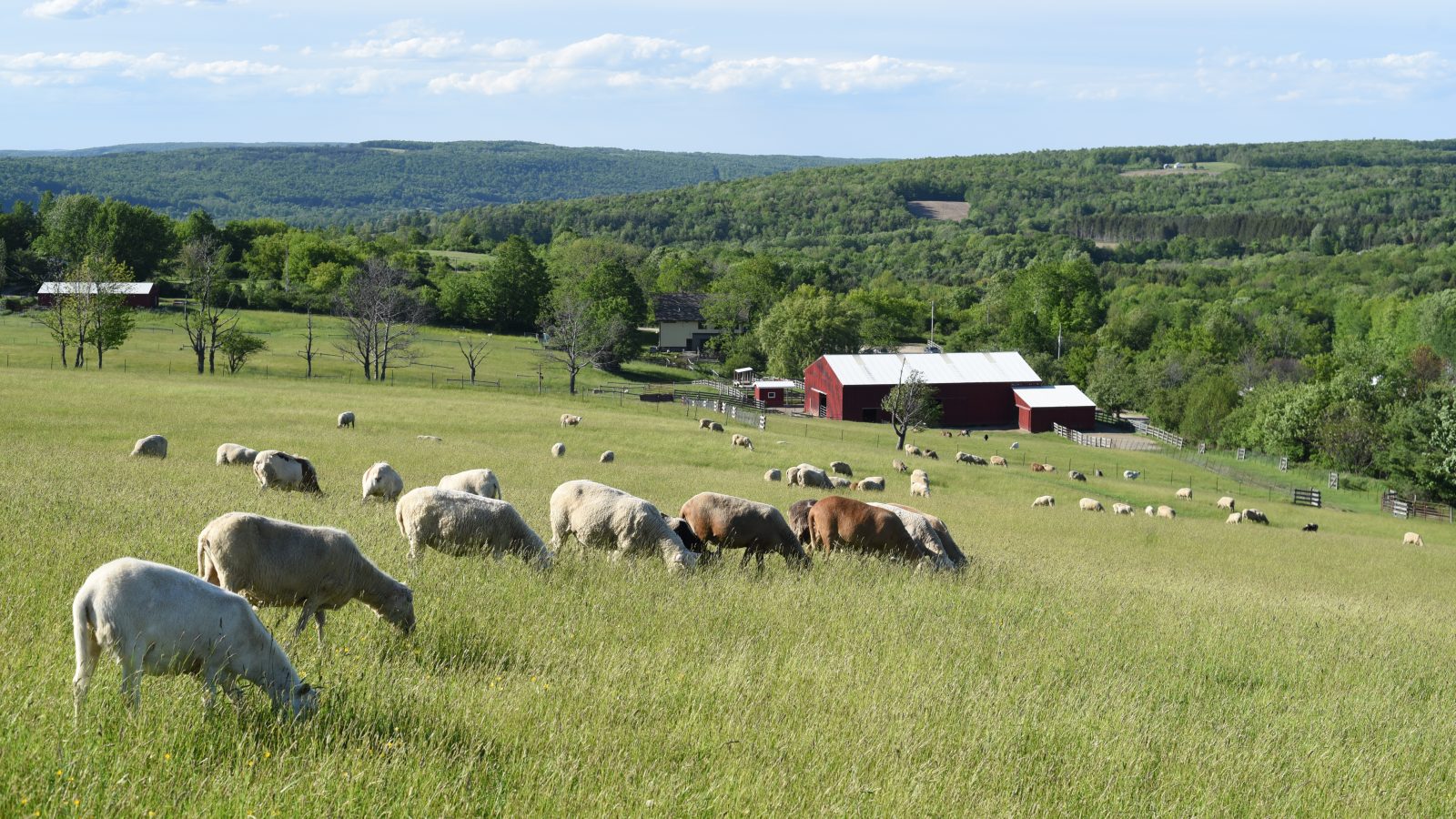 Farm Sanctuary We Envision A World Where Sanctuary Replaces Exploitation