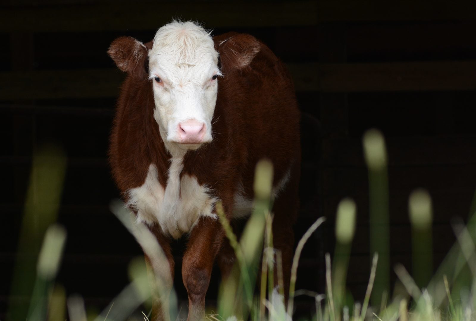 Bonnie Cow at Farm Sanctuary