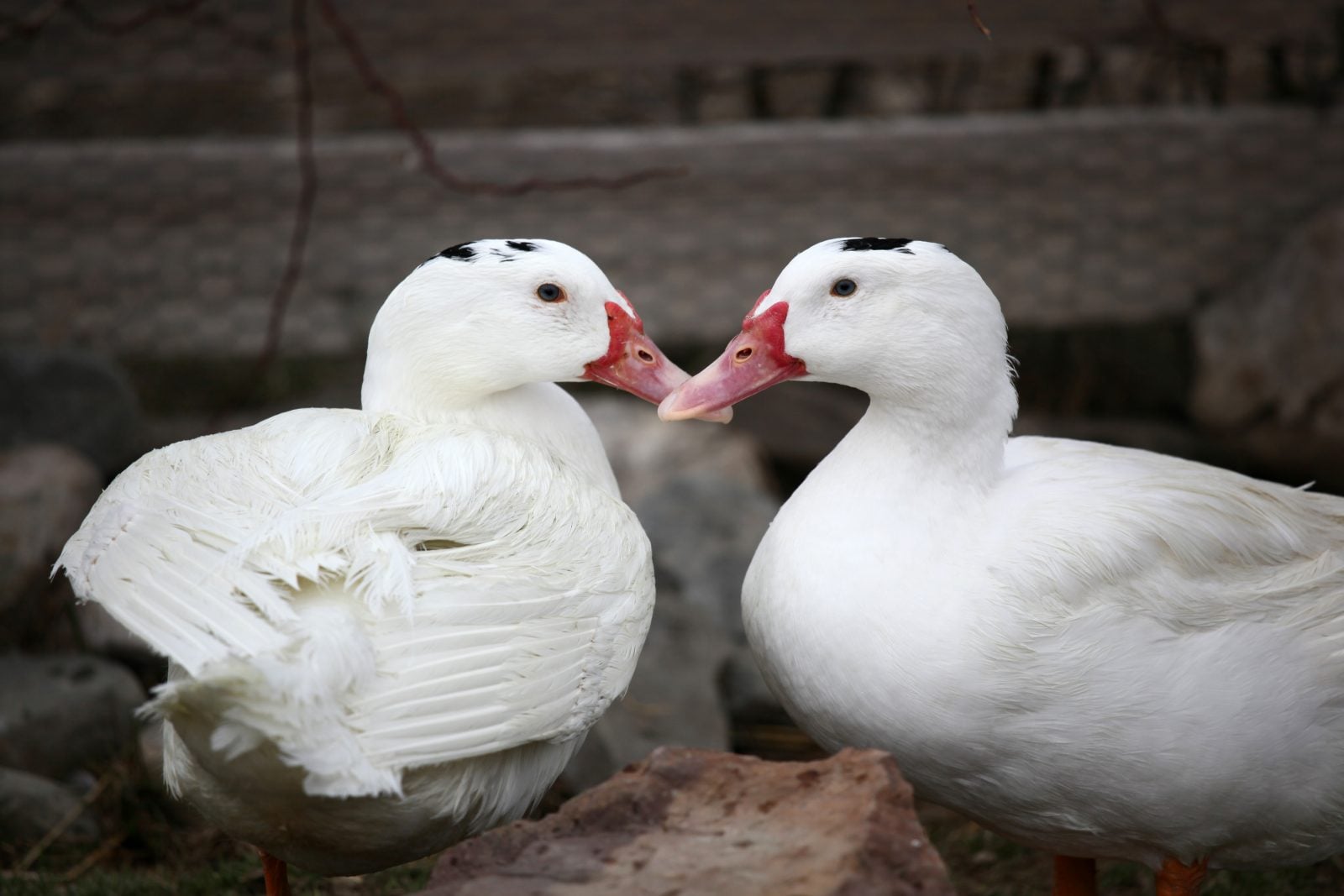 Matisse and Monet Ducks at Farm Sanctuary's New York shelter