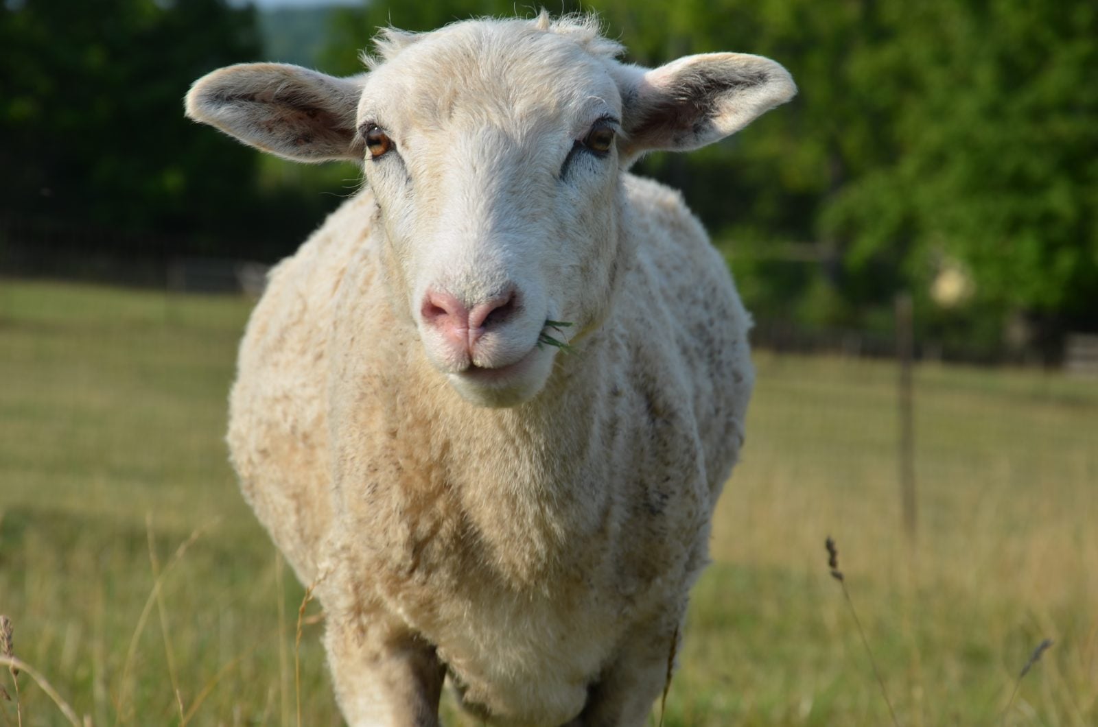 Adriano Sheep at Farm Sanctuary
