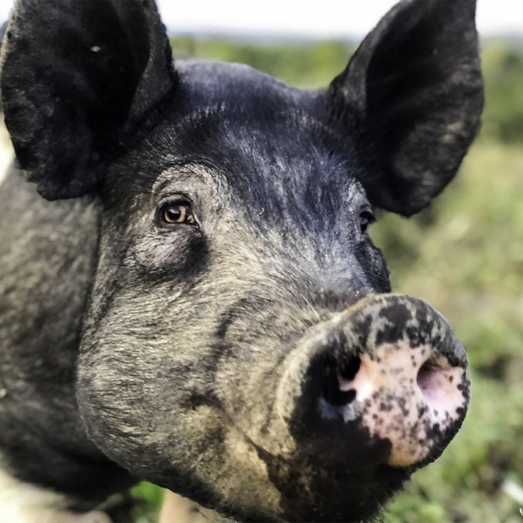 Farm Sanctuary