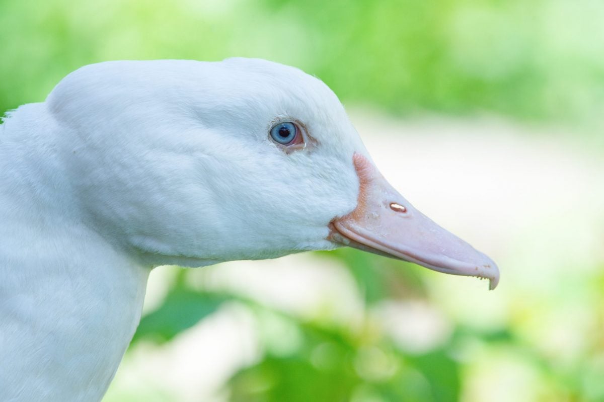 Carrie Duck at Farm Sanctuary