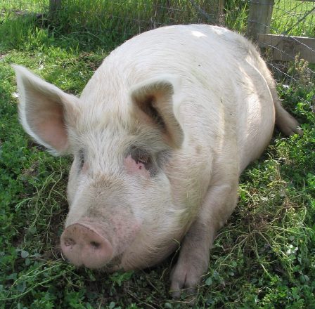 Lil' Bub Pig lying in the grass Lil' Bub Pig lying in the grass