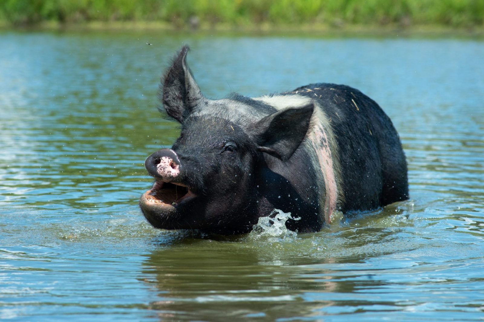 Ami pig in the pond at Farm Sanctuary.