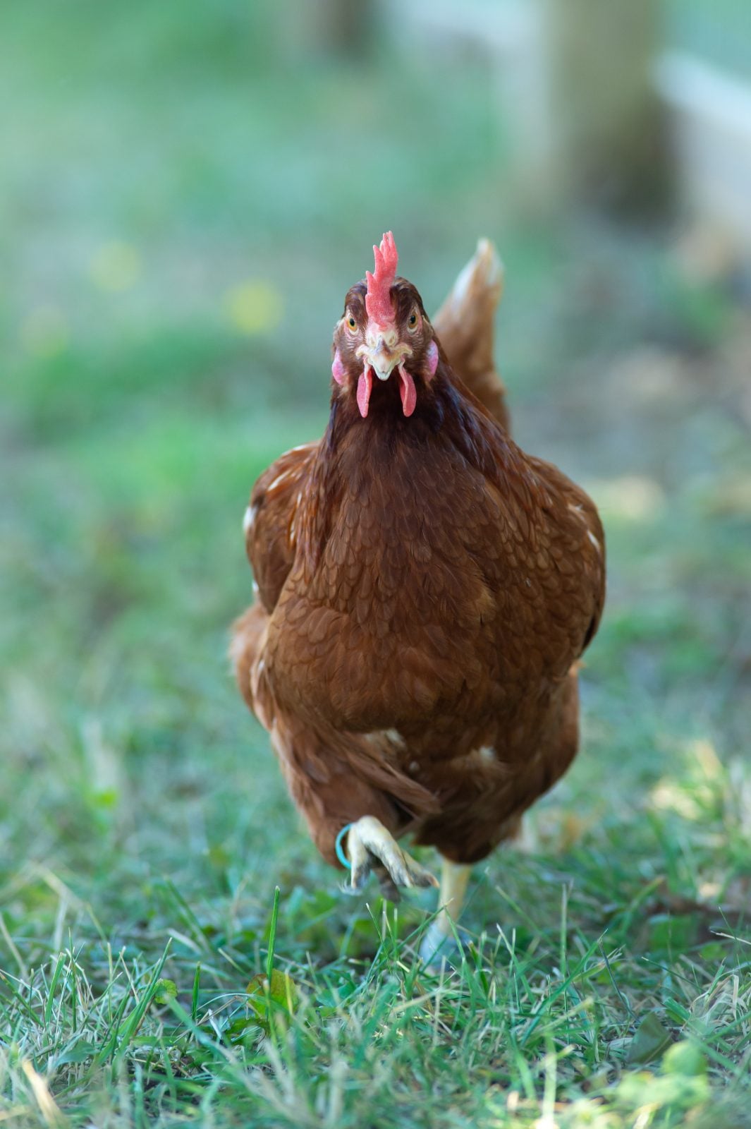 Gloria Gaynor hen walking in grass