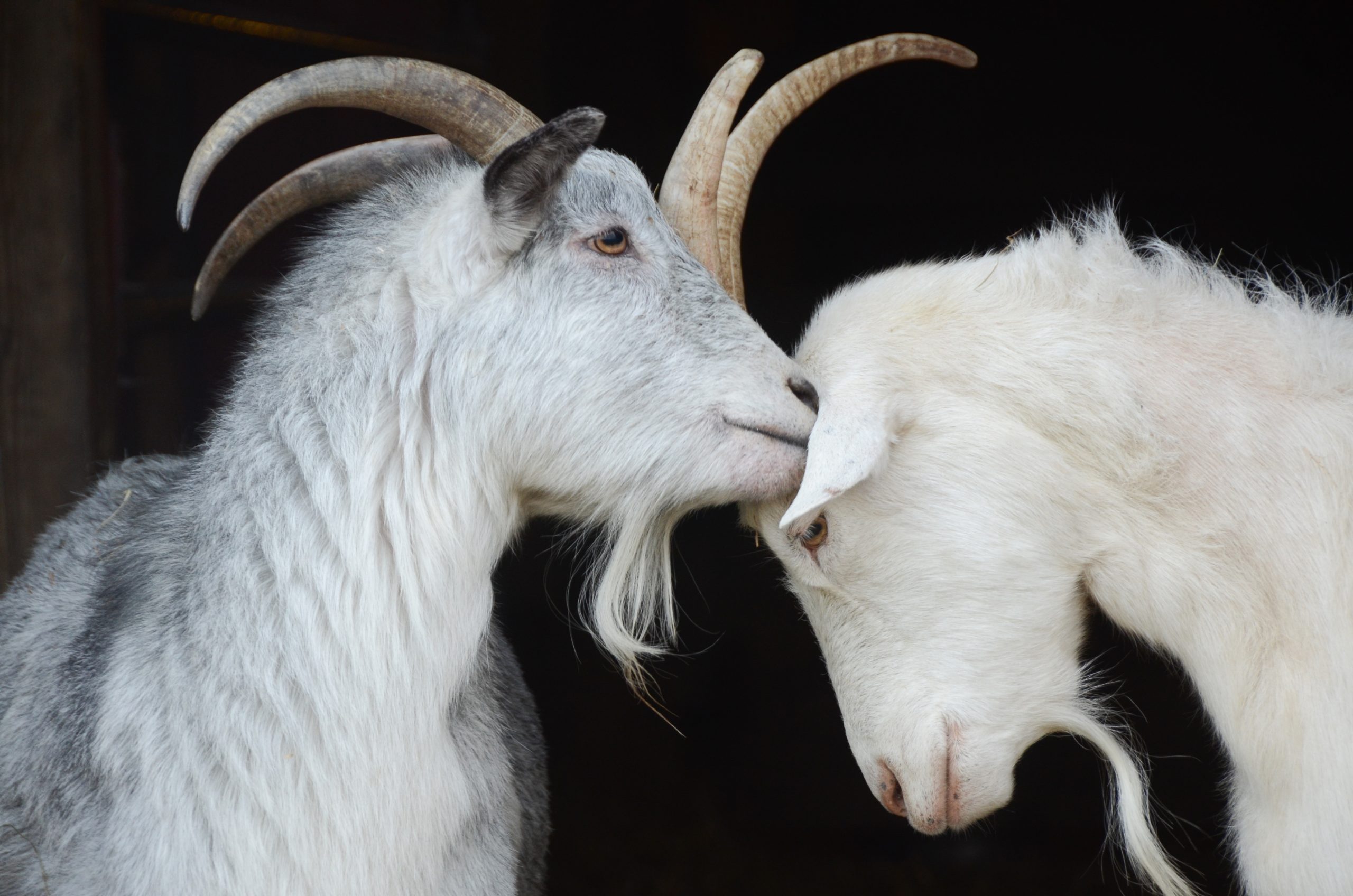 Goodwin and Marjorie Goats touching their heads together