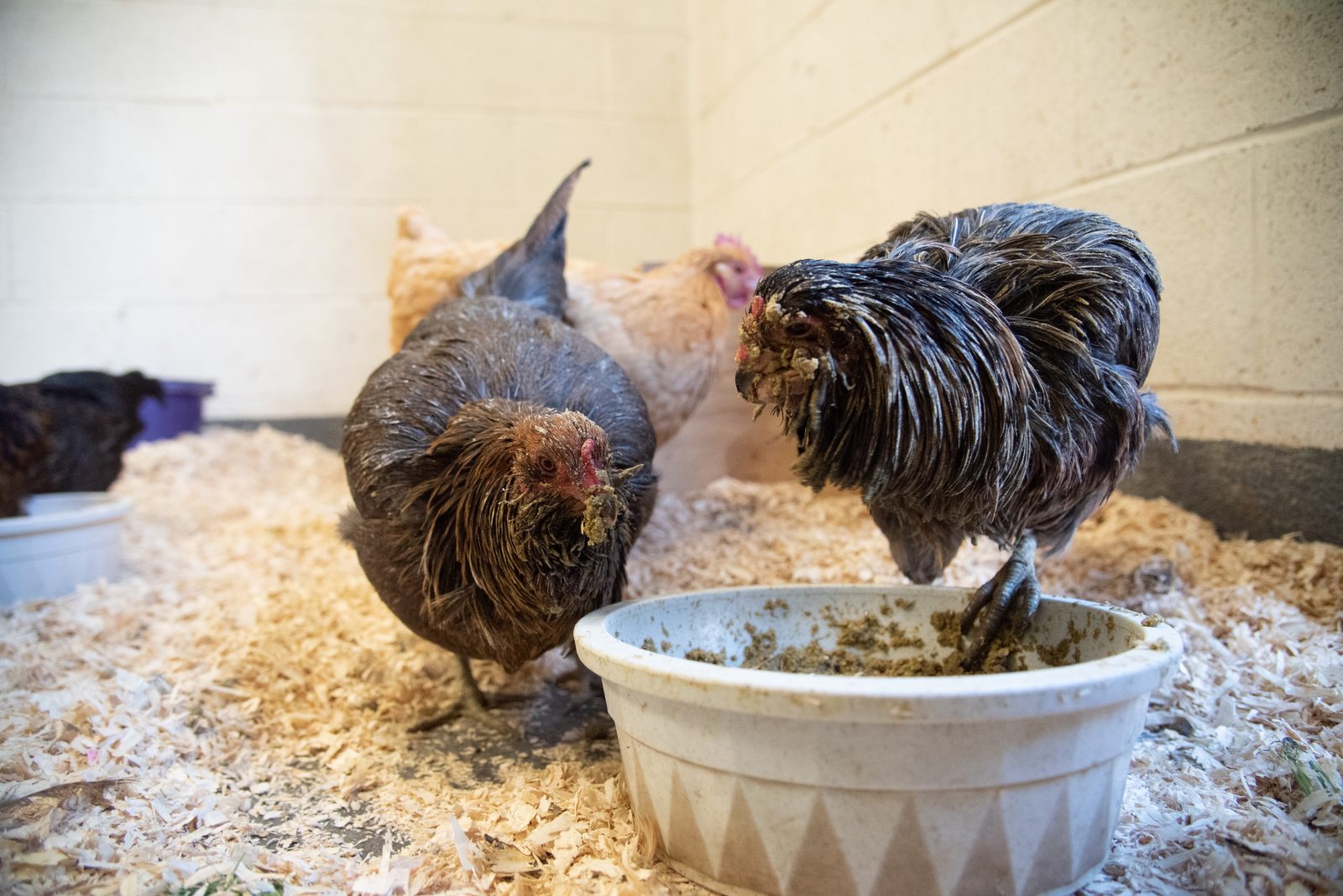Bella and Vector hens sharing a meal from the same bowl