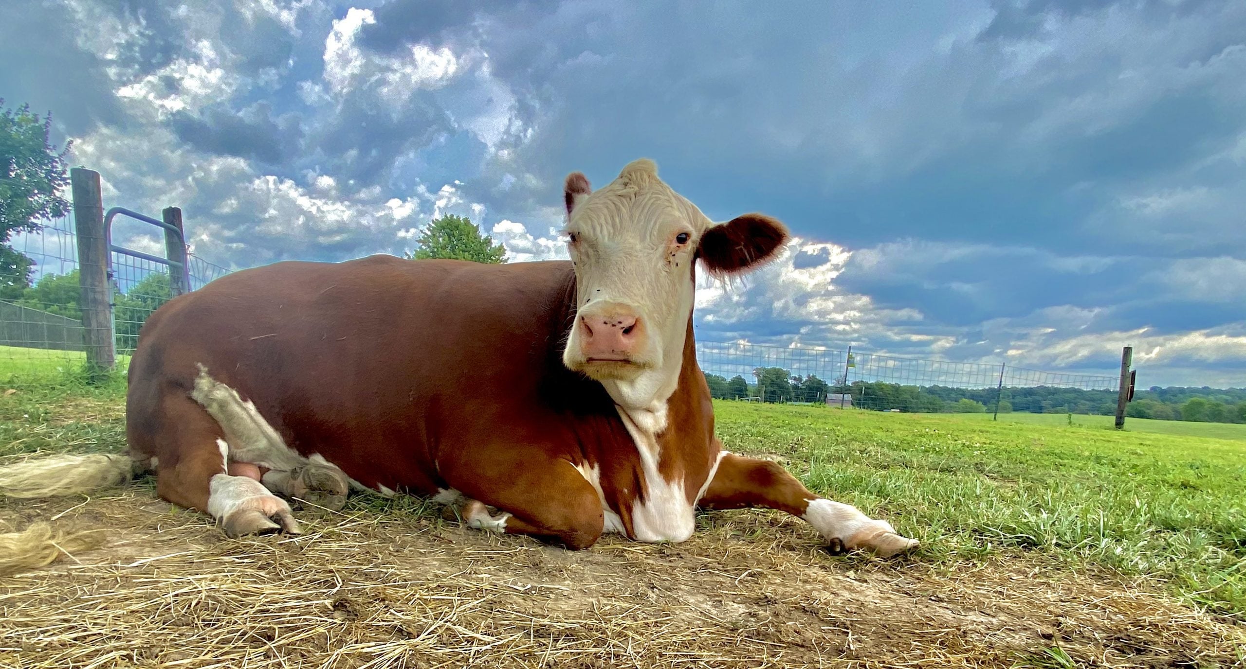 Getting Animals Beyond Dogs & Cats: A New Type of Animal Adoption - Farm Sanctuary
