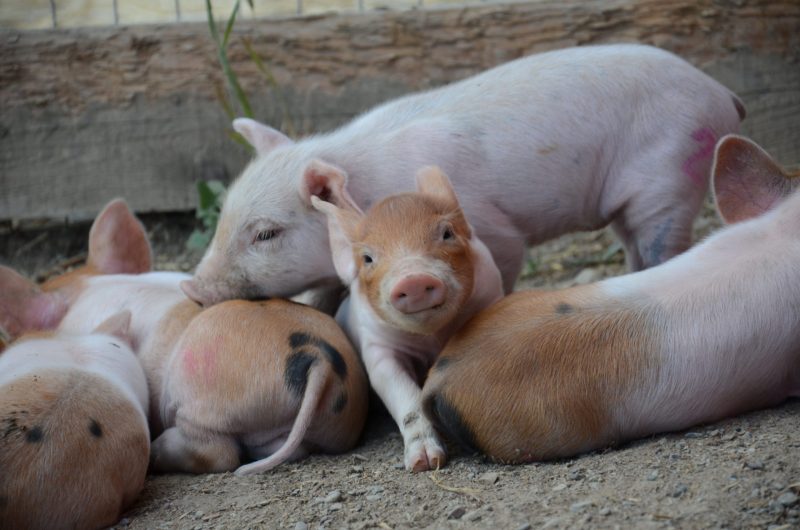 Julia's piglets Julia's piglets