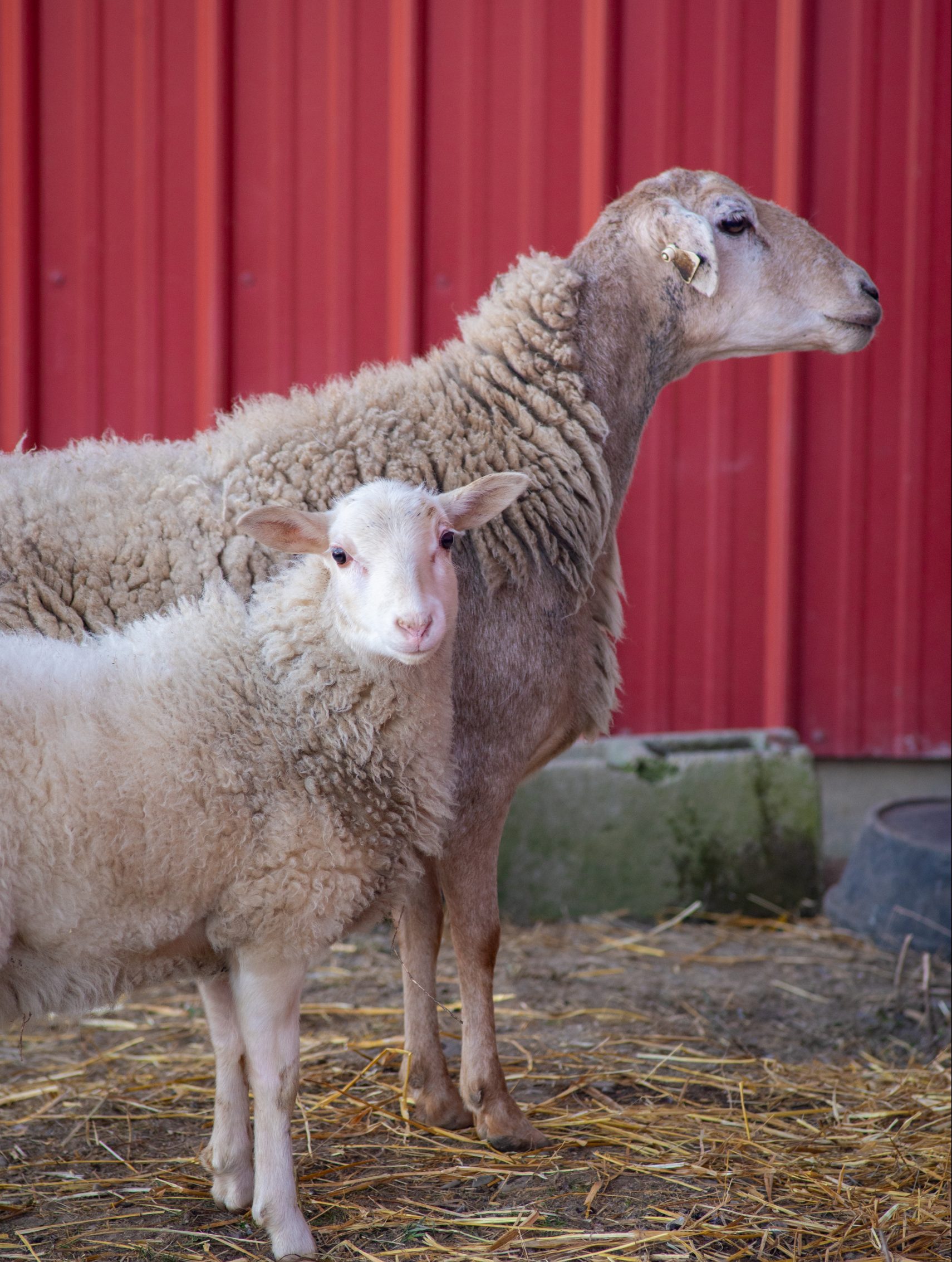 Ashley lamb with her mother Nirva