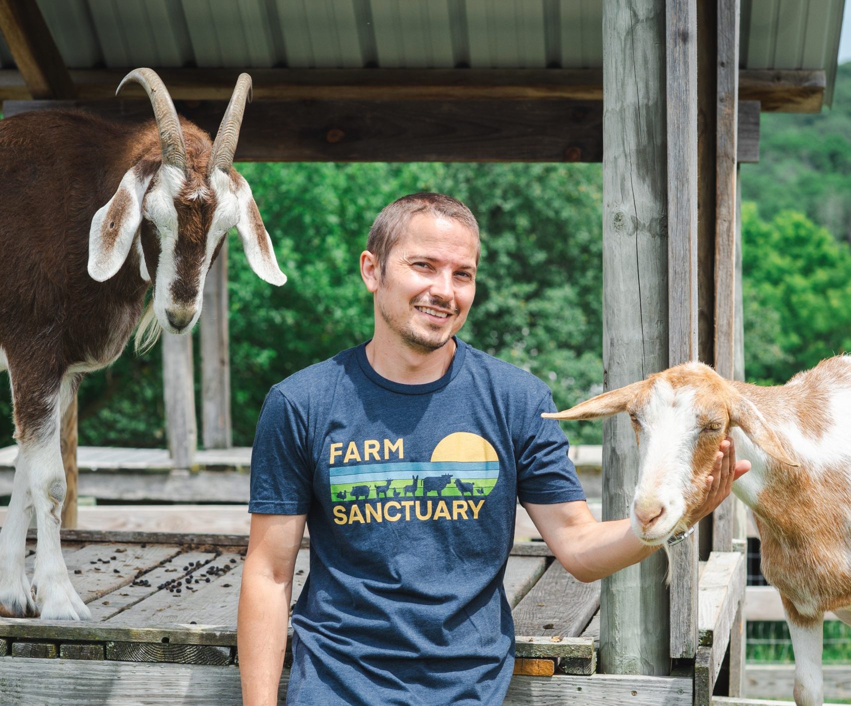 Two goats stand on platform with a human in middle