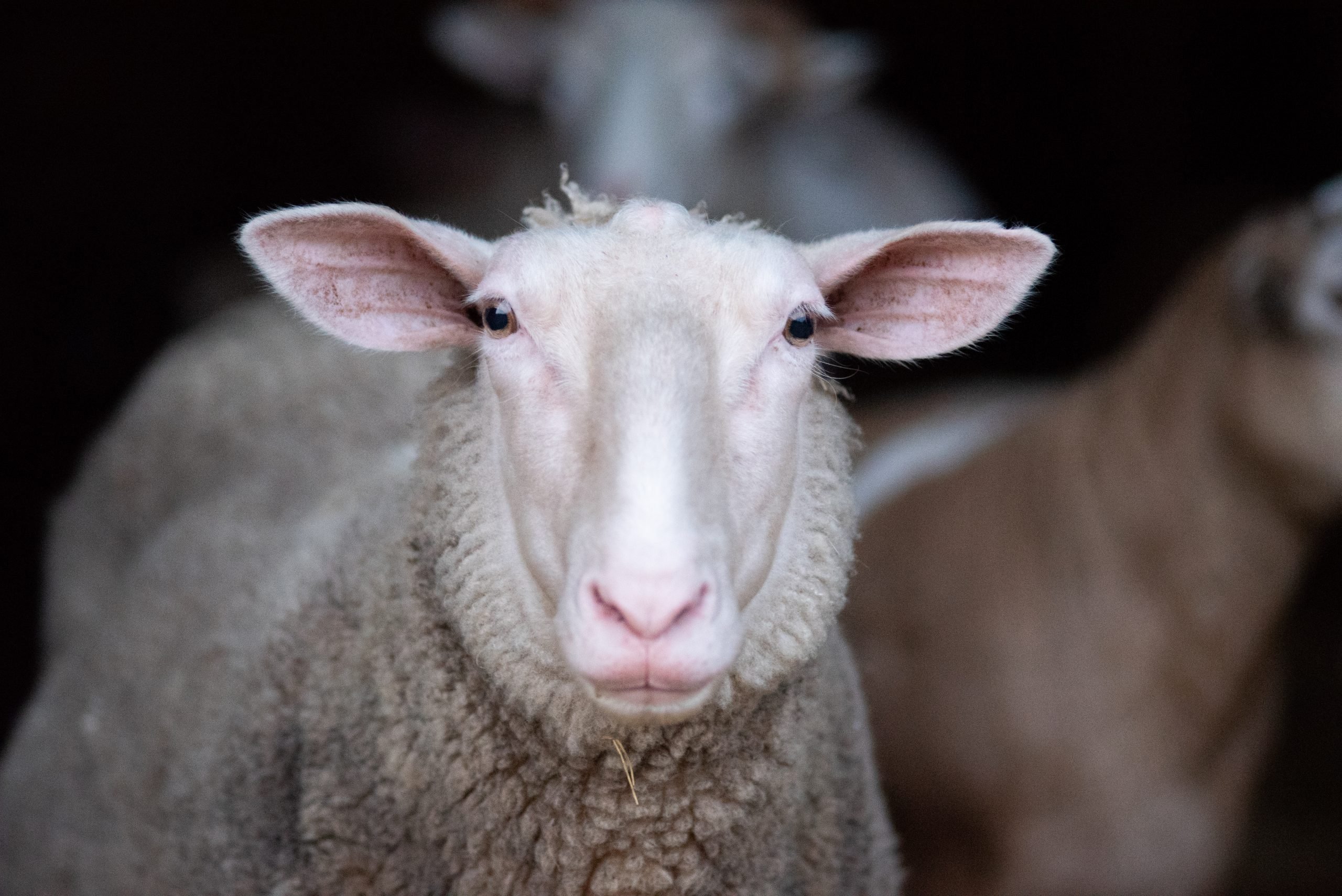 Denver Might Develop into the First U.S. Metropolis to Ban Slaughterhouses
