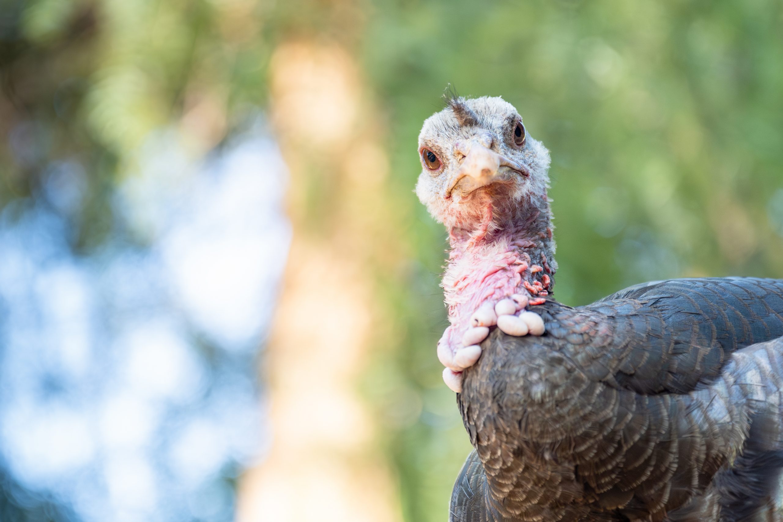 This Turkey Loves Taylor Swift Music