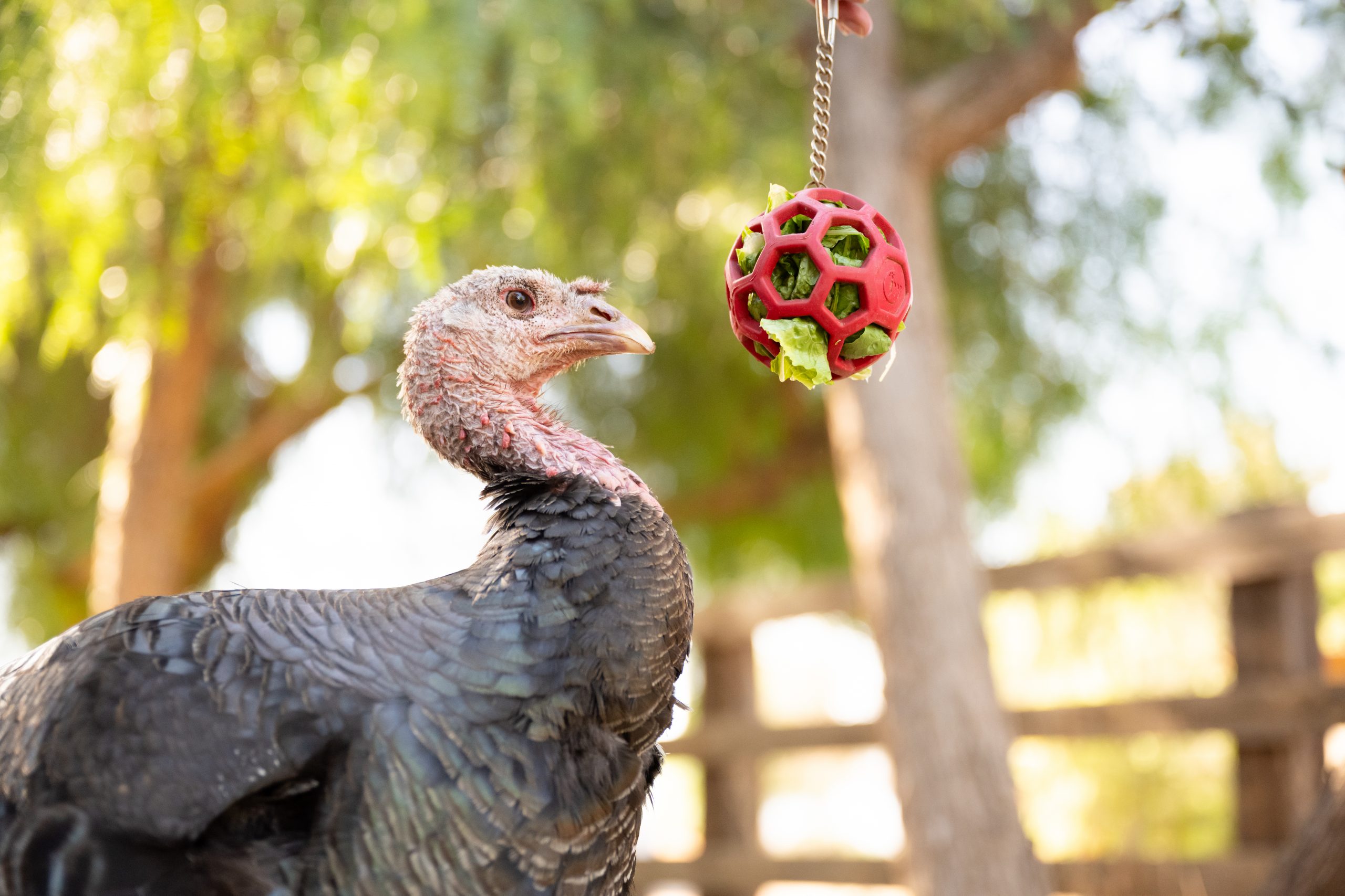 This Snuggly Turkey was Saved From Slaughter—Then, Wildfires
