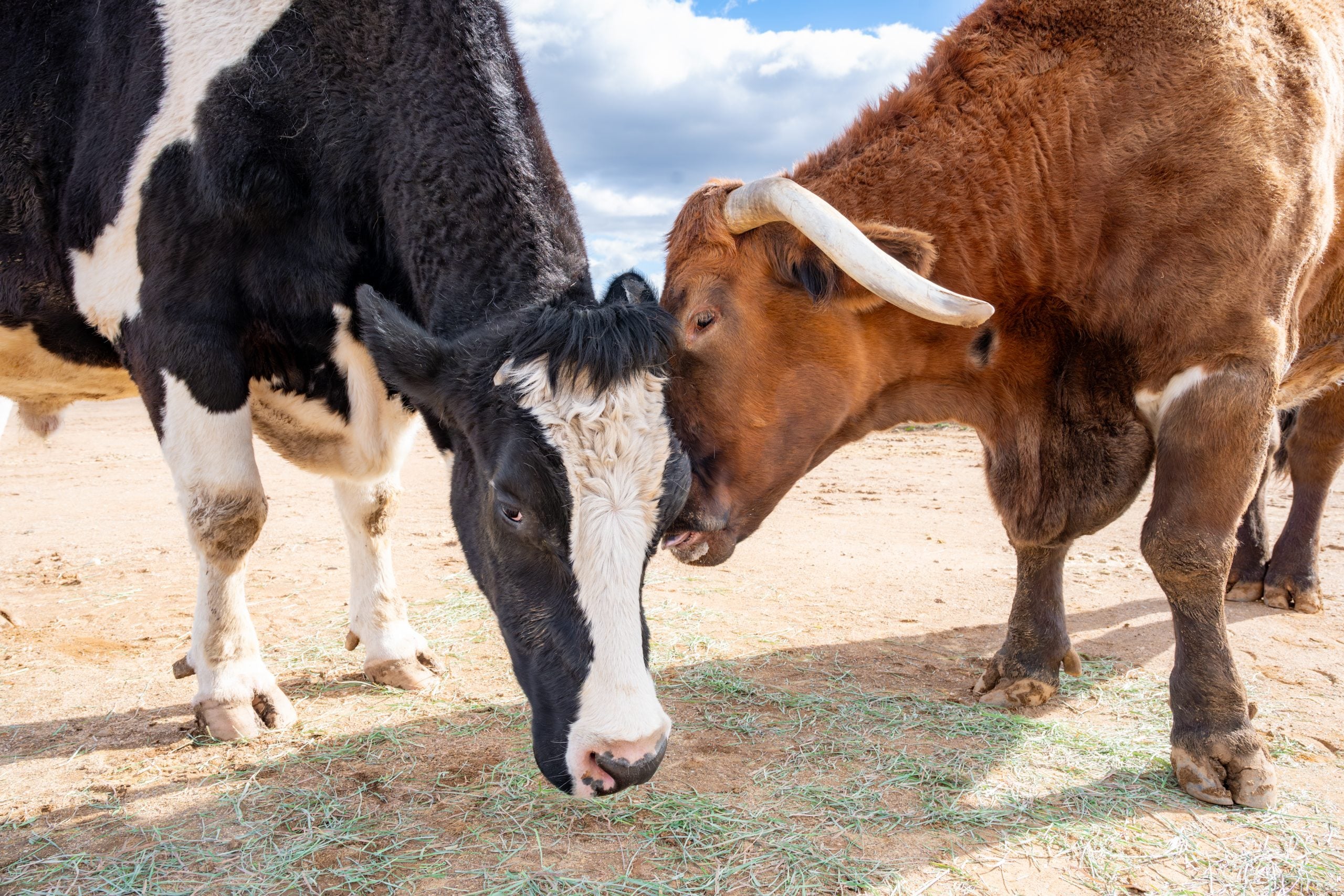 Rescued steers and close friends, Safran and Cowboy, nuzzle at Farm Sanctuary