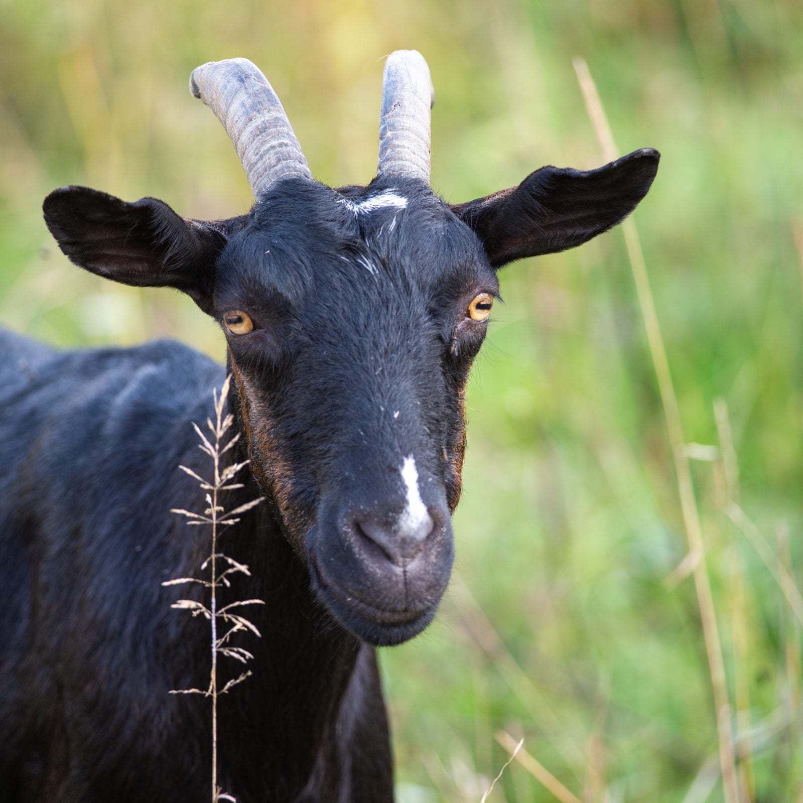 Rescued goat Jennifer in pasture at Farm Sanctuary