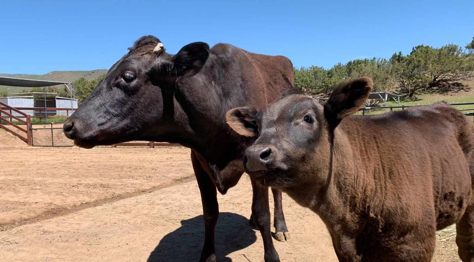 Rescued calf Indigo alongside her mother, Liberty, in pasture at Farm Sanctuary California