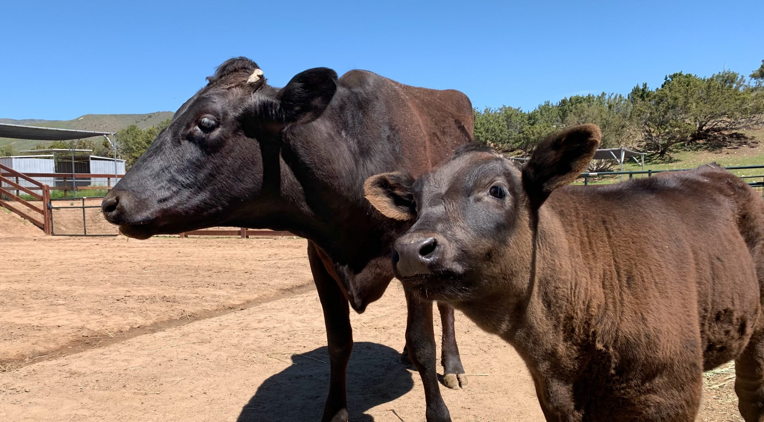 Rescued calf Indigo alongside her mother, Liberty, in pasture at Farm Sanctuary California