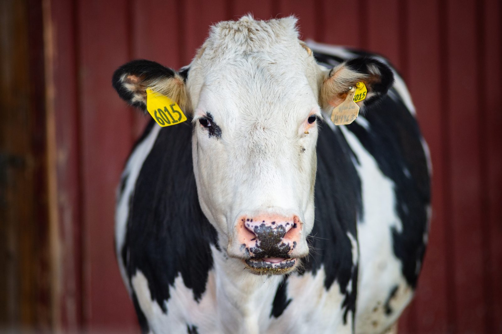 Rescued cow Olive in front of red barn at Farm Sanctuary