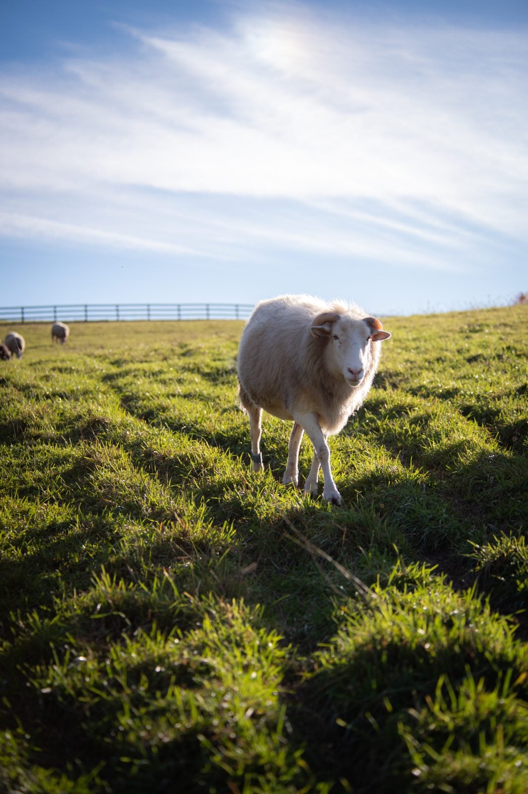 Rescued sheep Ash walks in sunlit pasture at Farm Sanctuary