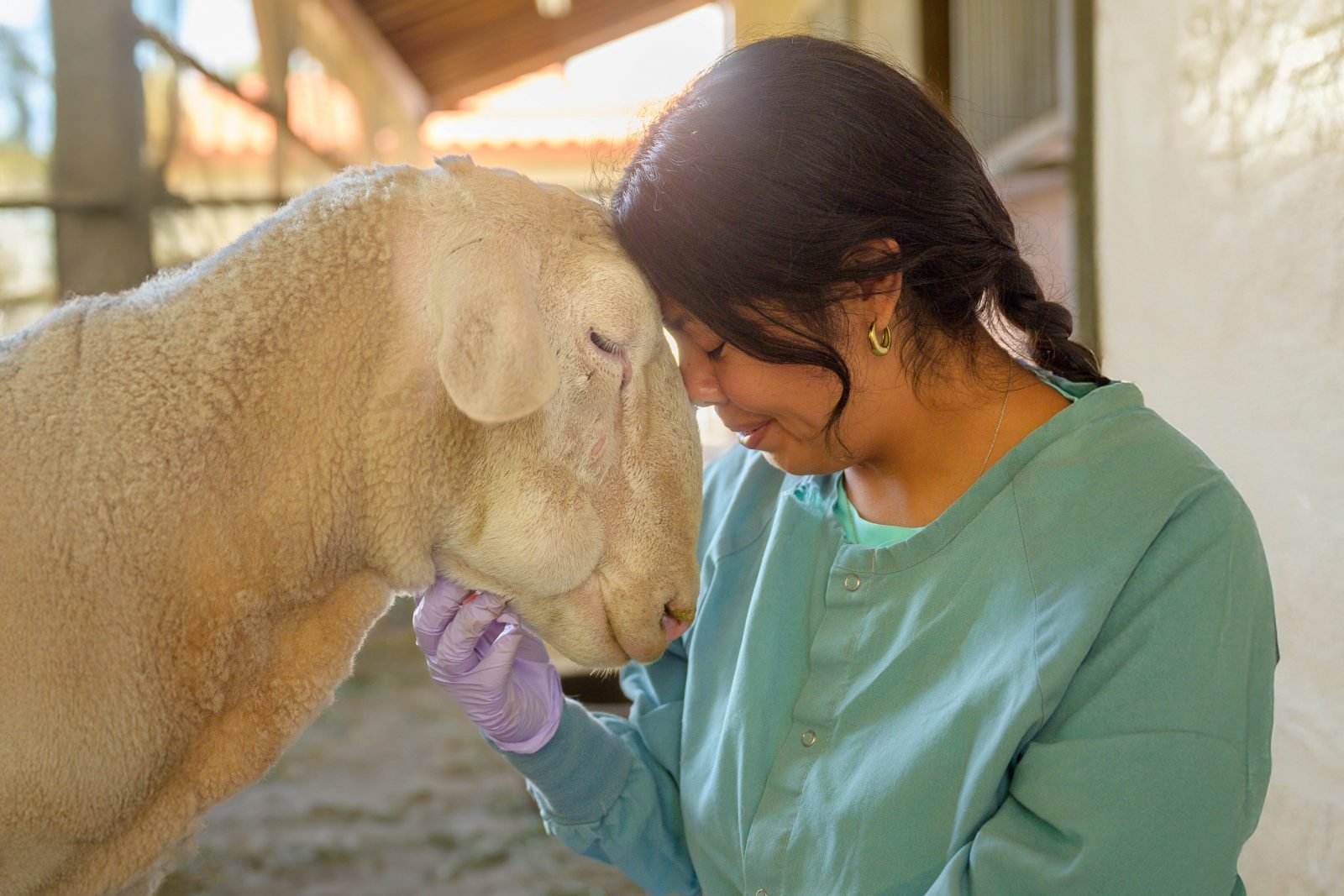 Rescued sheep Sammy nuzzles with Farm Sanctuary caregiver Jenni