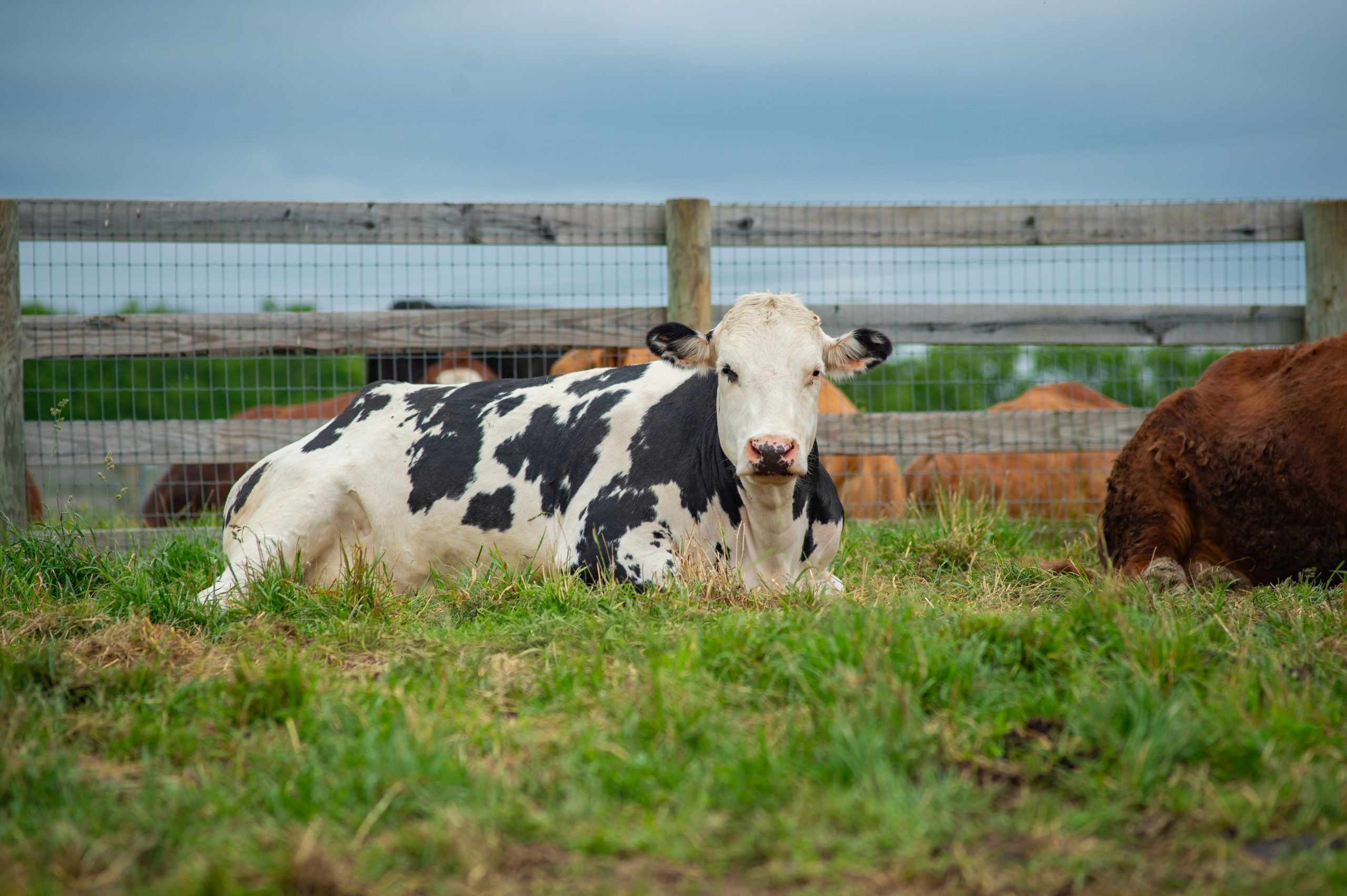 Olive Cow