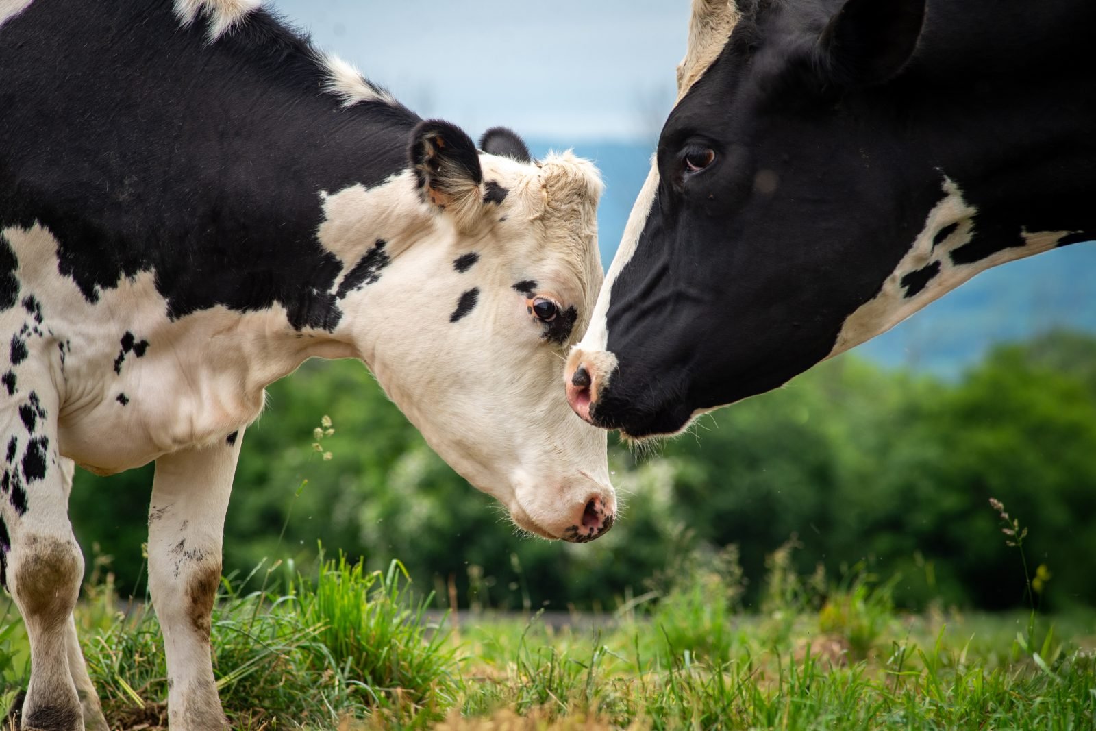 Olive Cow