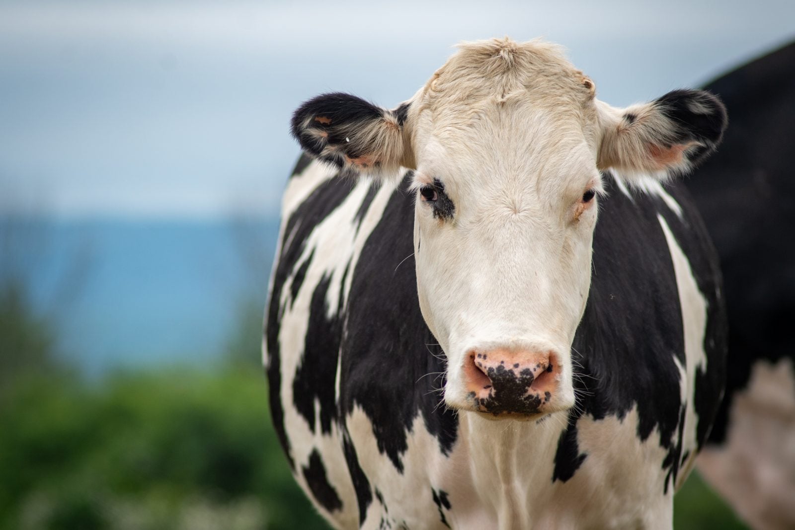 Rescued cow Olive stands with blue sky and trees in background