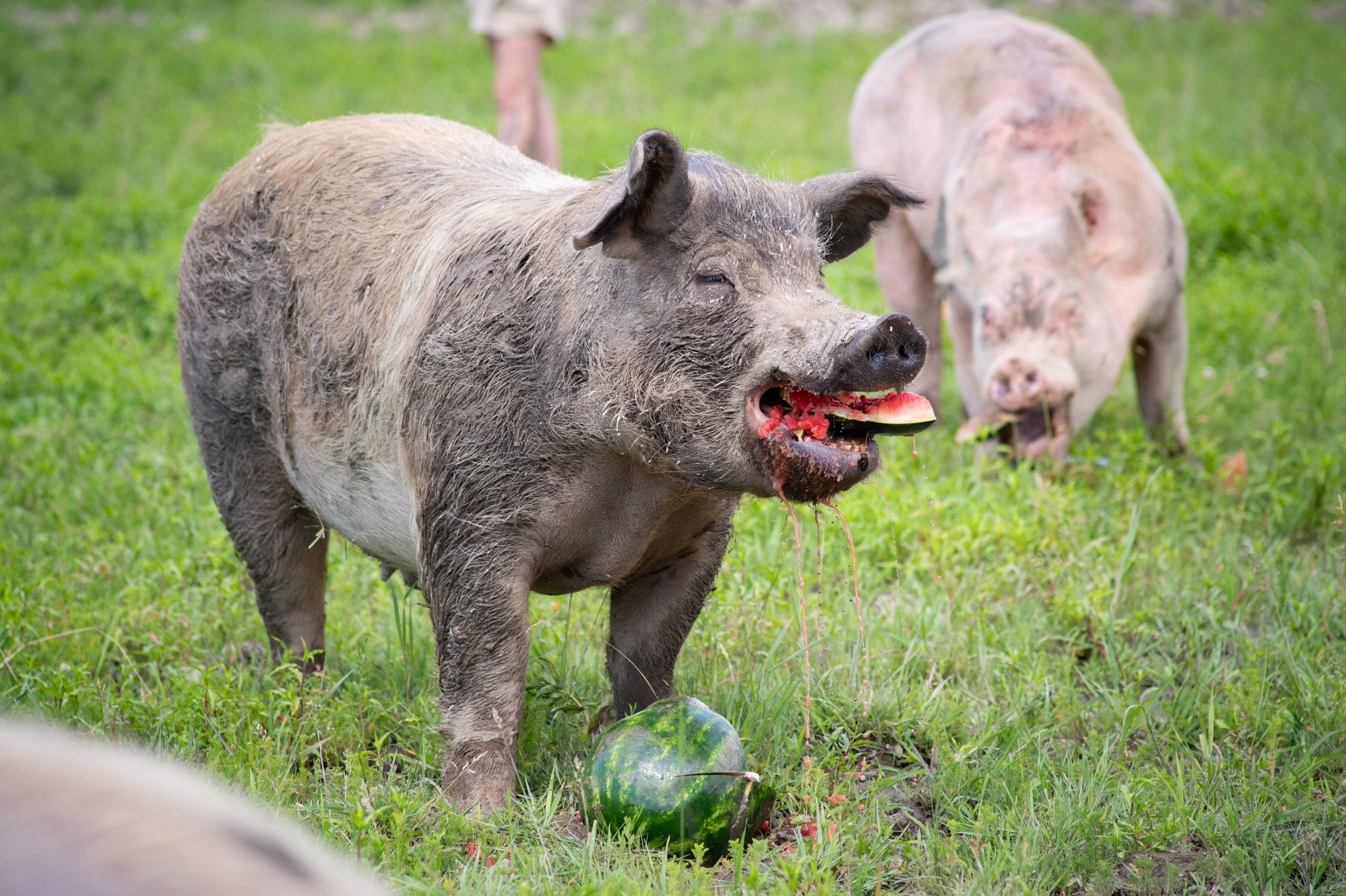Rescued pigs enjoy watermelon at Farm Sanctuary's 2025 summer Pignic event