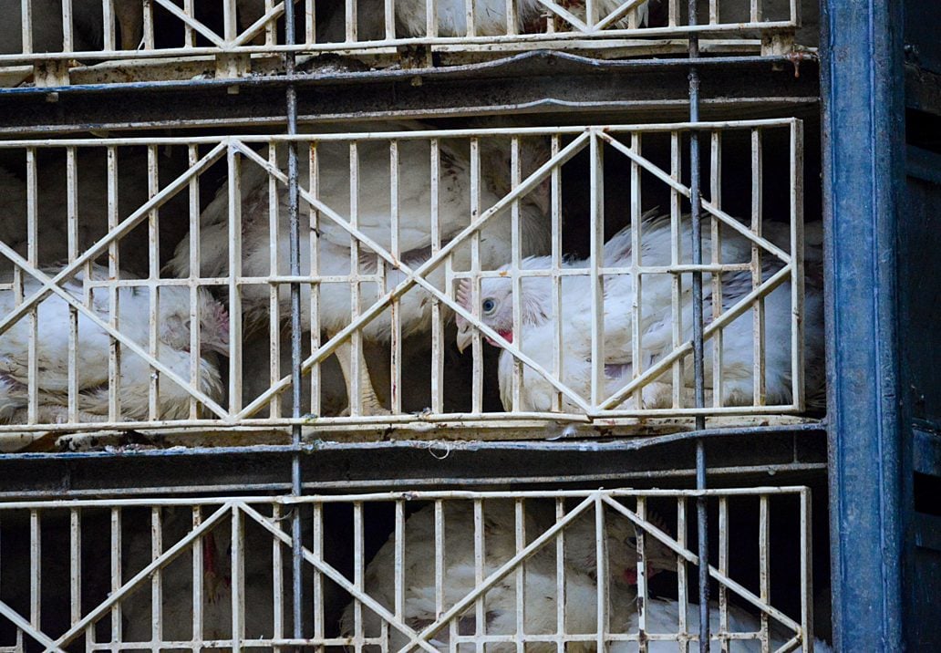 Chickens in crates before slaughter