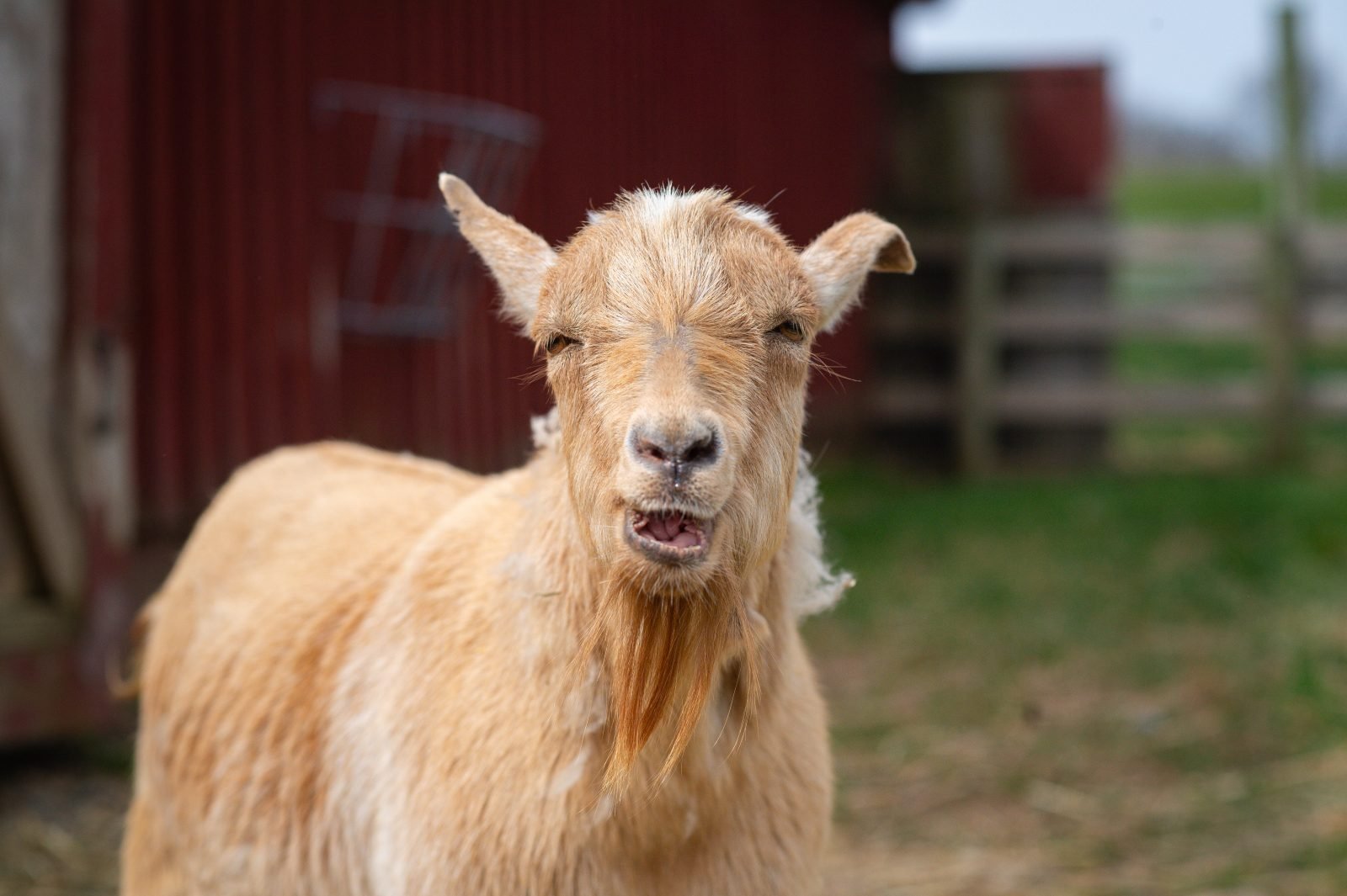 Rescued goat Hercules looks happy in front of barn at Farm Sanctuary
