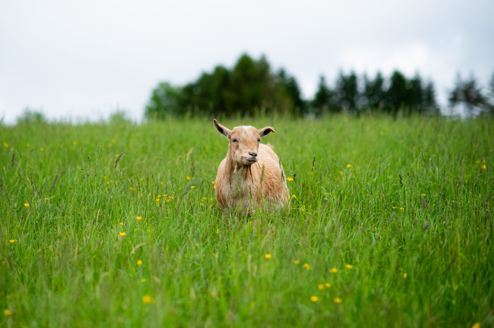 Rescued goat Hercules stands in green pasture at Farm Sanctuary NY
