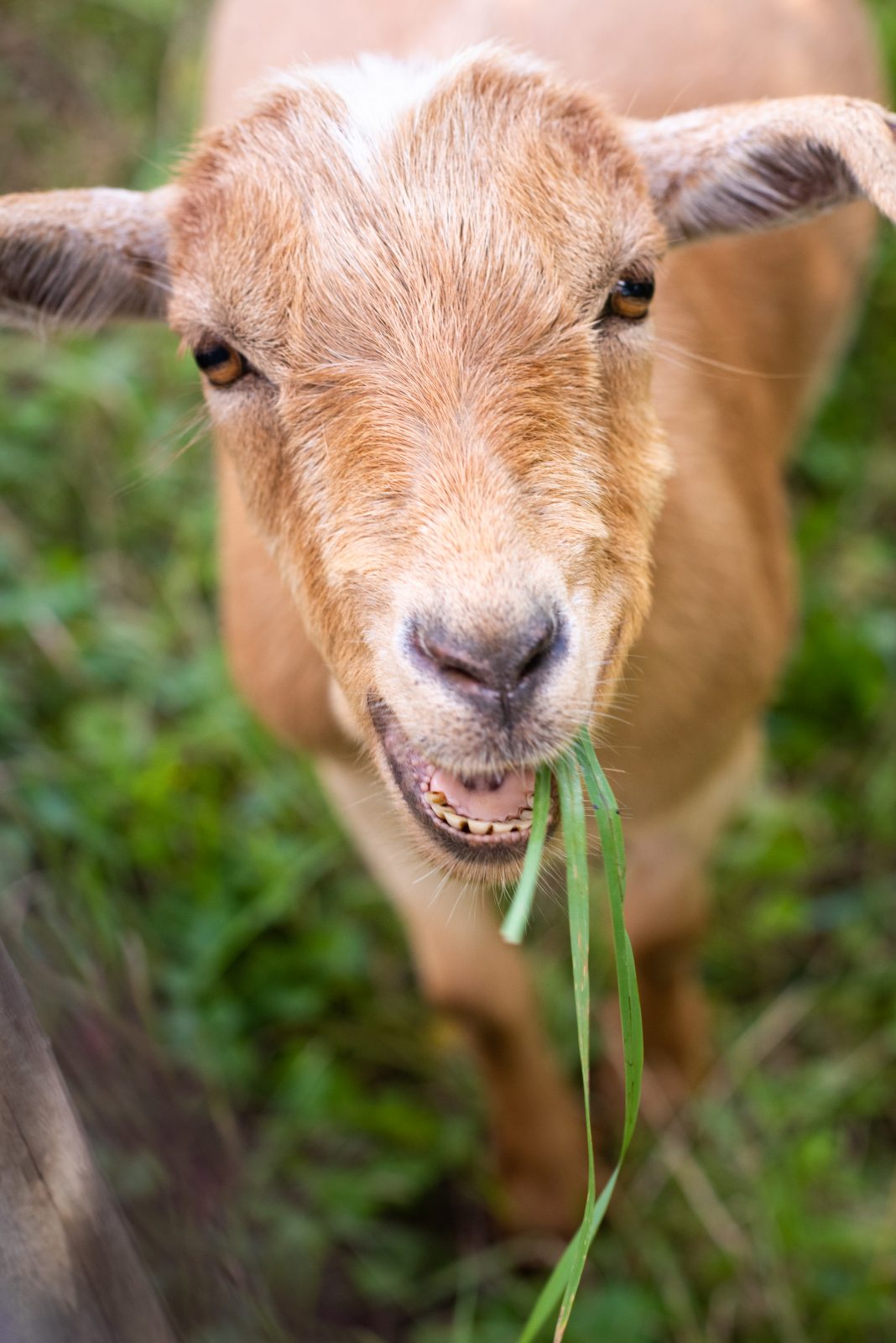 Happy rescued goat Hercules eats grass at Farm Sanctuary