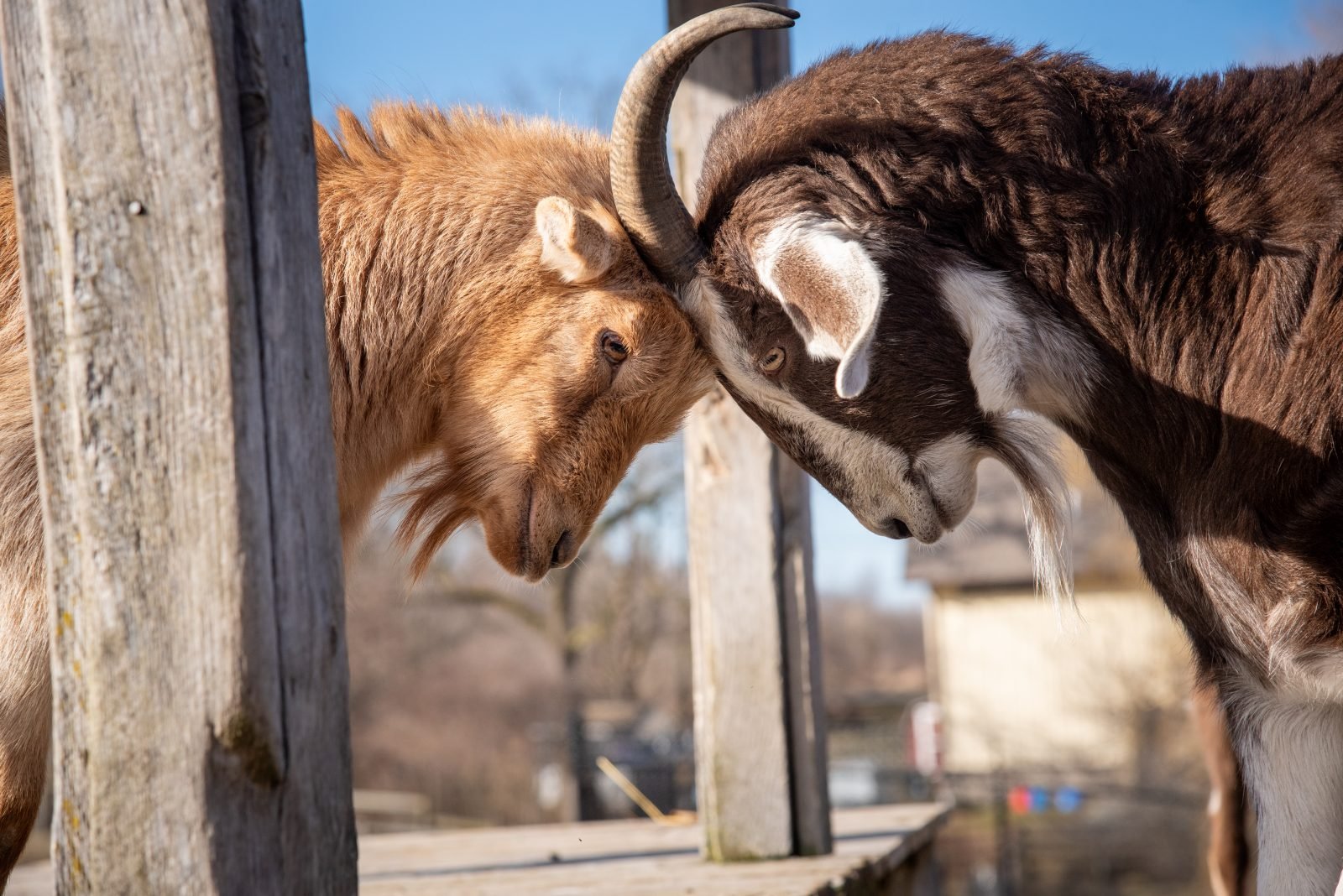 Rescued goats Hercules and Triton nuzzle their heads together on wooden play structure at Farm Sanctuary