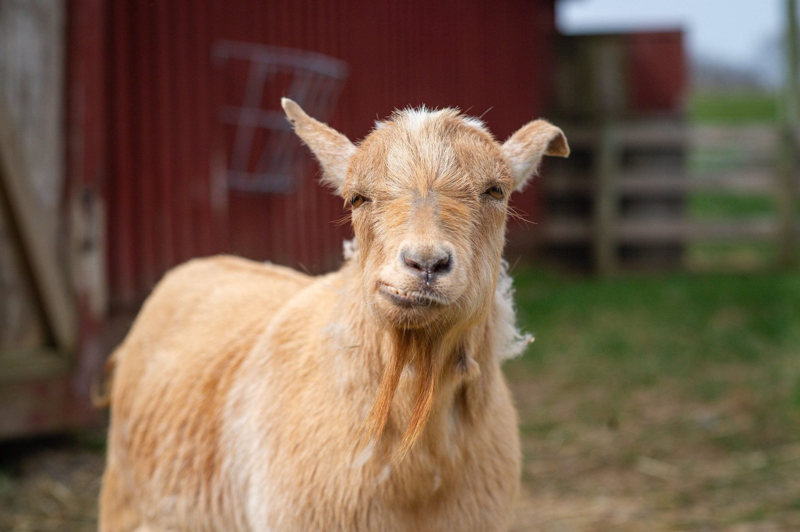 Rescued goat Hercules outside red barn at Farm Sanctuary NY
