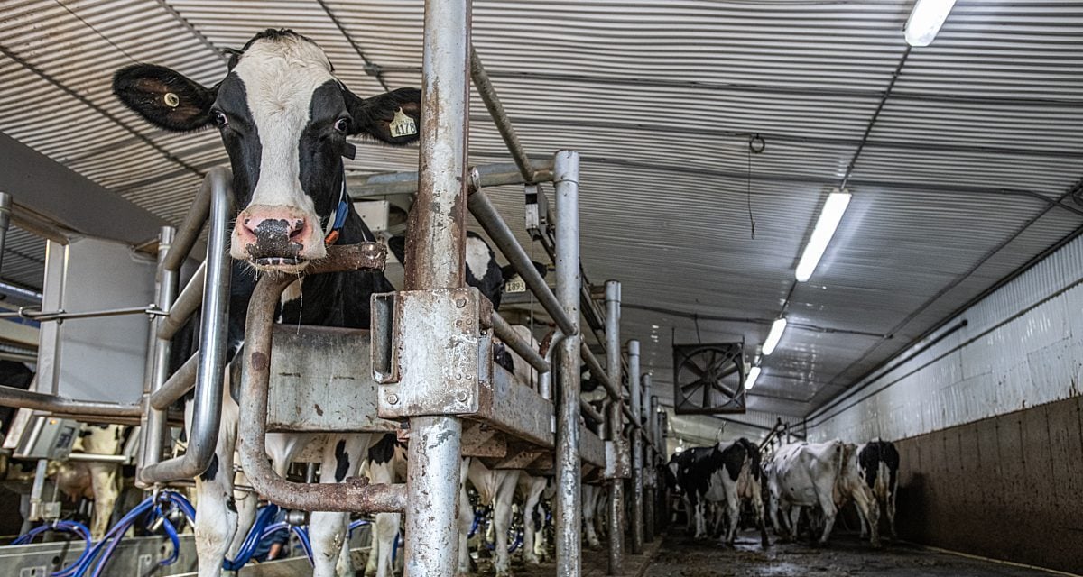 A cow looking out as she is milked on a dairy farm
