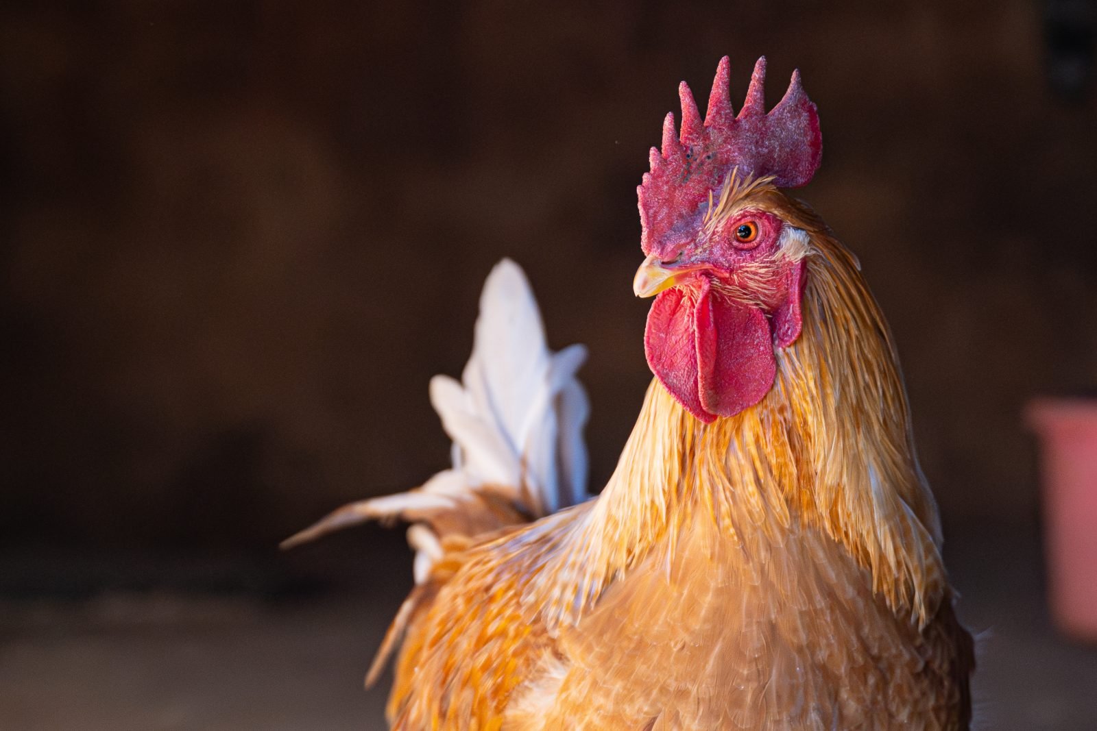 Rescued rooster Joe Boo at Farm Sanctuary