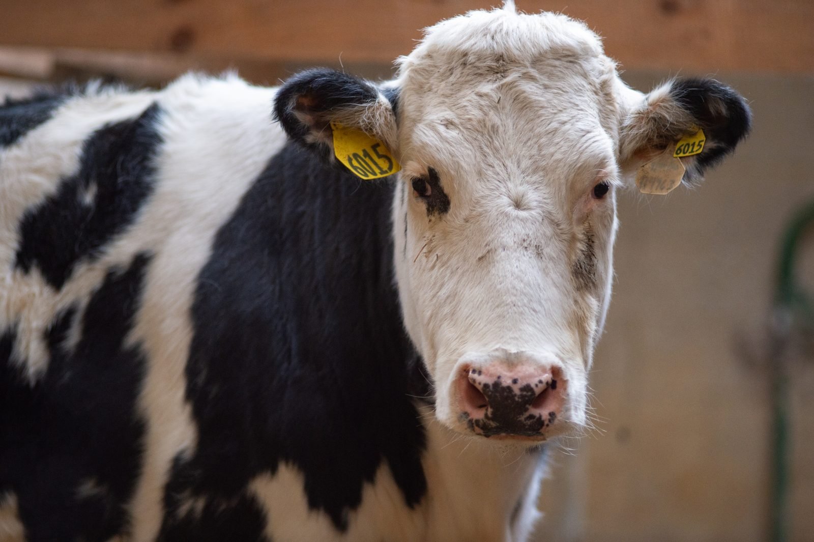 Rescued cow Olive at Farm Sanctuary