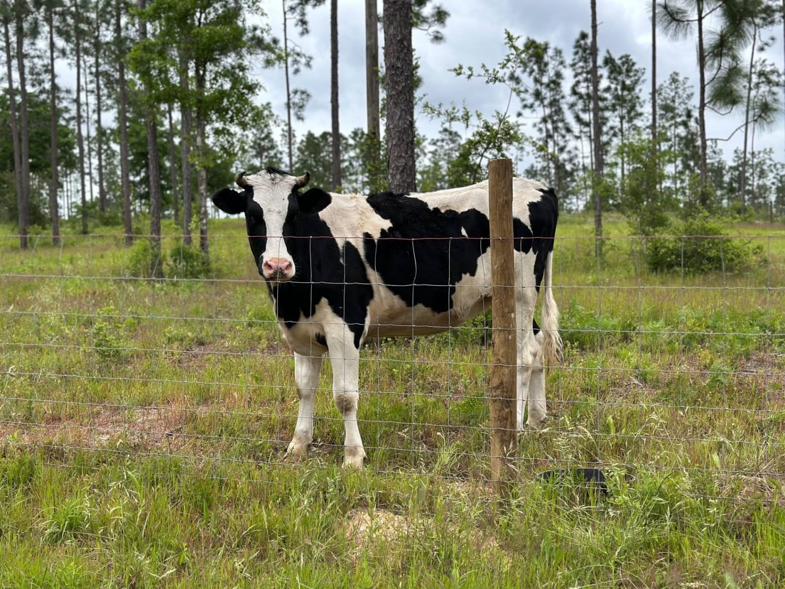 Rescued cow stands by fence in pasture at Longleaf Animal Sanctuary Rescued cow stands by fence in pasture at Longleaf Animal Sanctuary